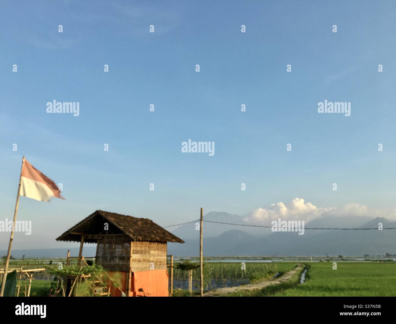 Bandiera indonesiana in campo di riceazione Foto Stock