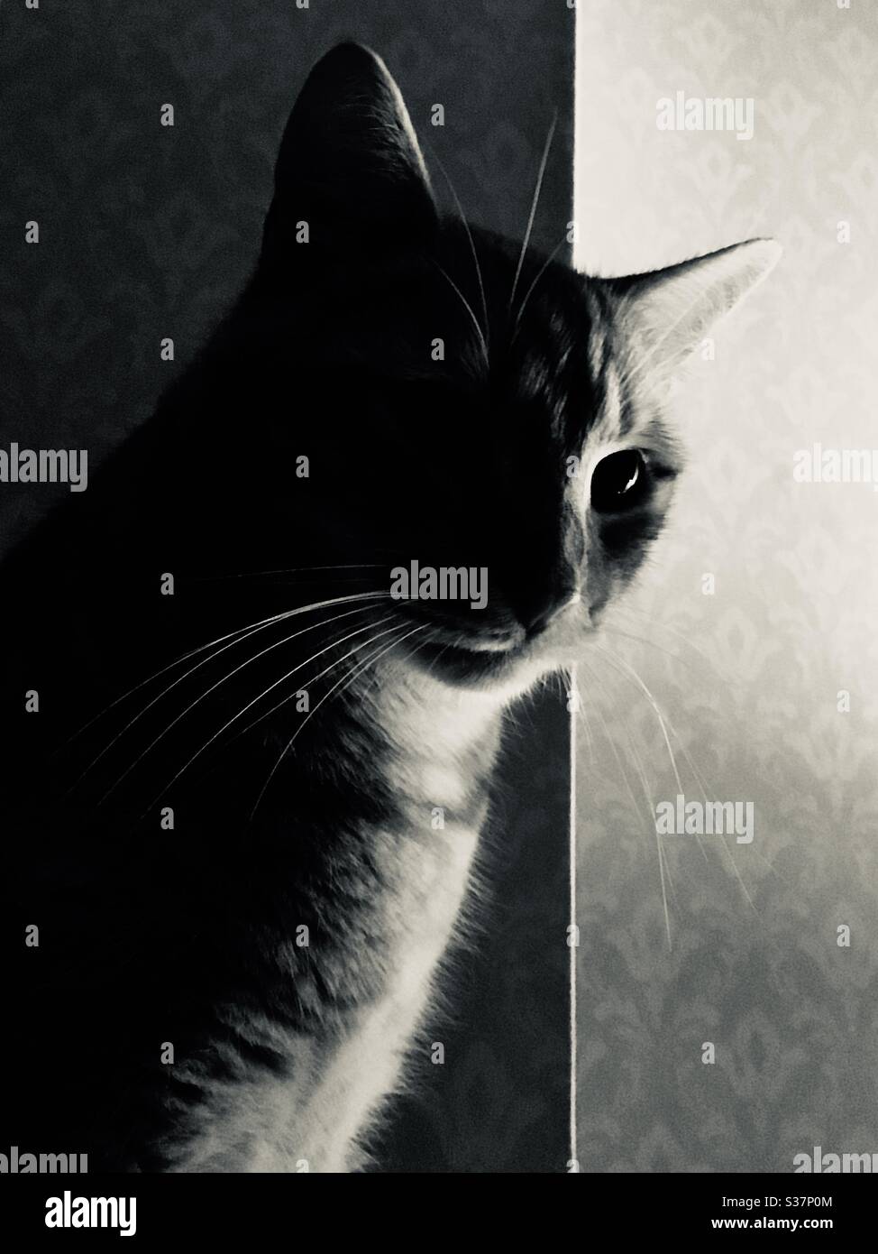 Gatto tabby nelle ombre di una luce - Immagine stock catturata con smartphone