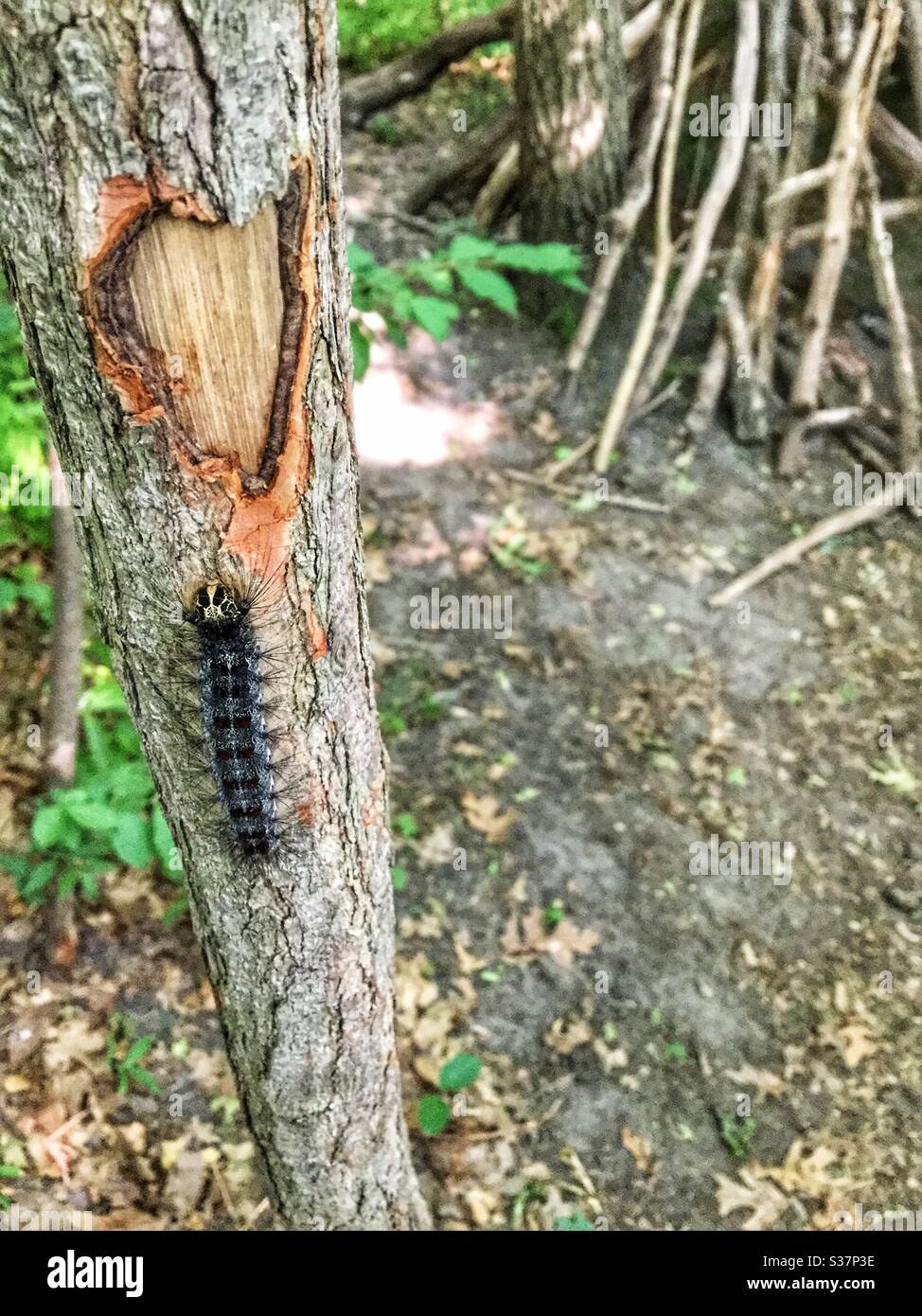 La bellezza della natura nei boschi. - Immagine stock catturata con smartphone