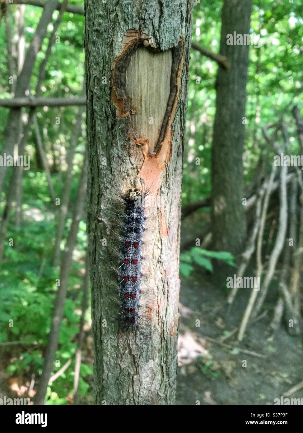 Un bellissimo bruco su un tronco di albero. - Immagine stock catturata con smartphone