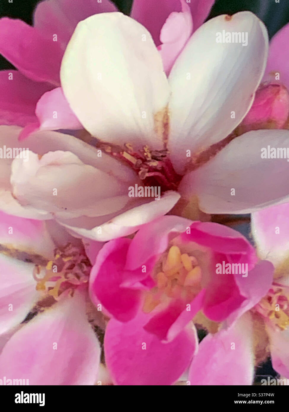 Fiori rosa del biancospino indiano o Rafiolepis Foto Stock