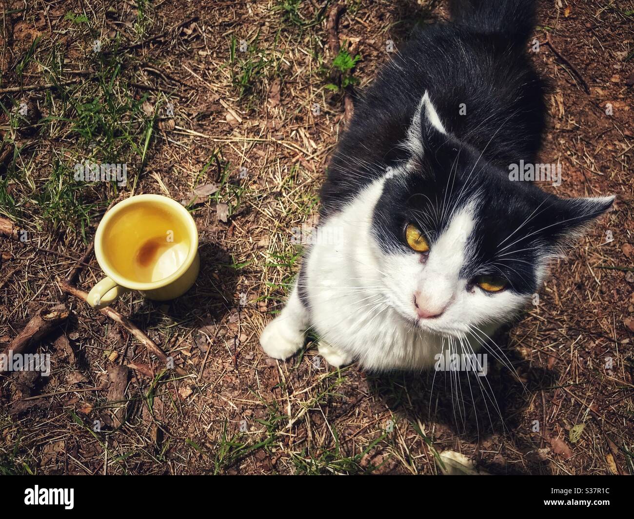 Spuntato fuori il gattino è fuori del caffè - Immagine stock catturata con smartphone