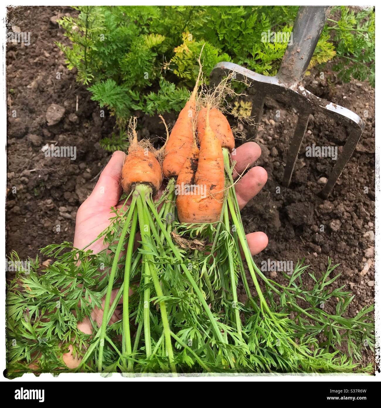 Carote biologiche fresche appena scavate da un'assegnazione giardino 2020 luglio Regno Unito - Immagine stock catturata con smartphone