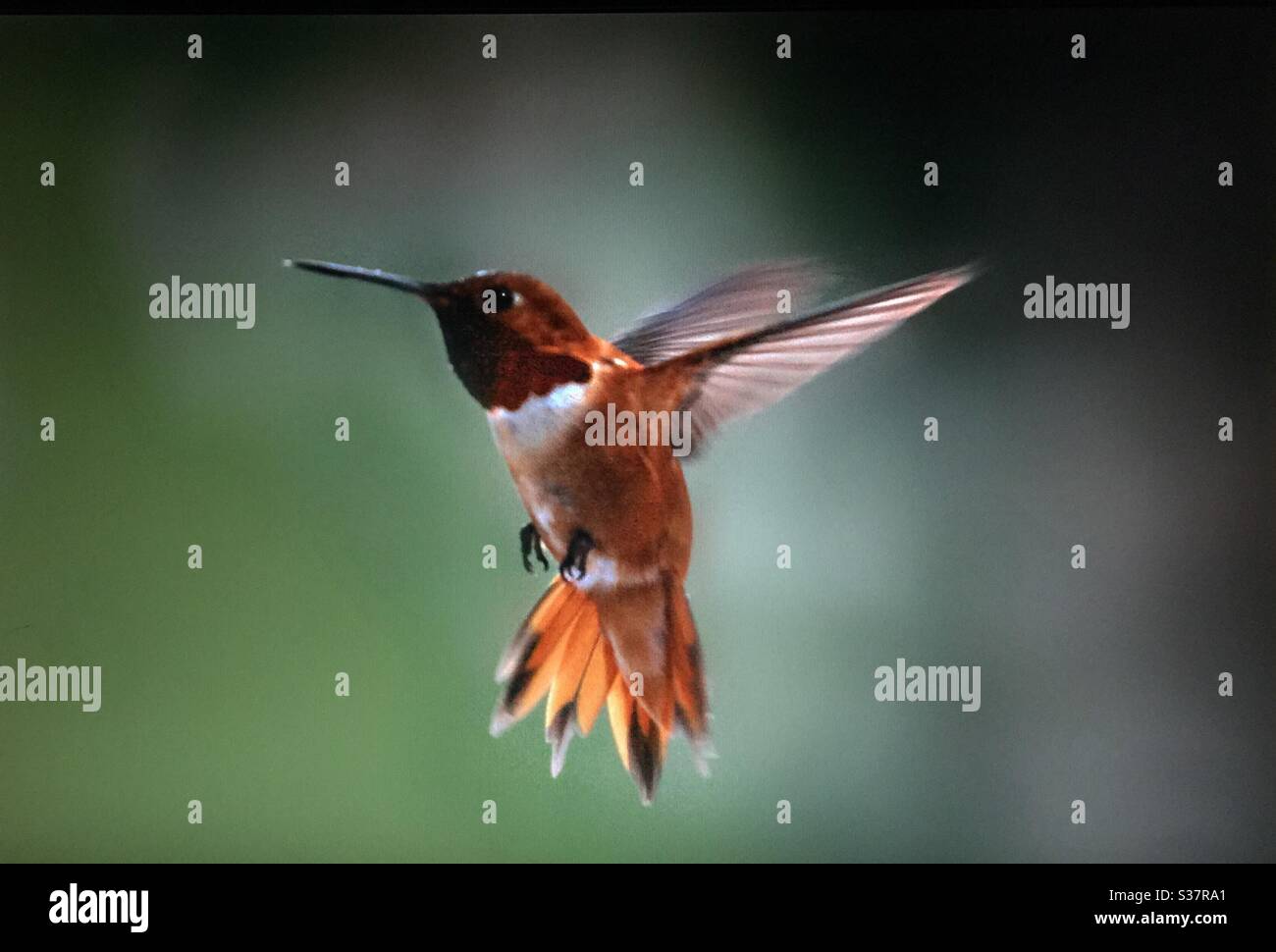 Uccelli nordamericani, uccelli del Nord America, colibrì Rufus, uccello, natura, boschi, foresta, piume, volo, amante della natura Foto Stock