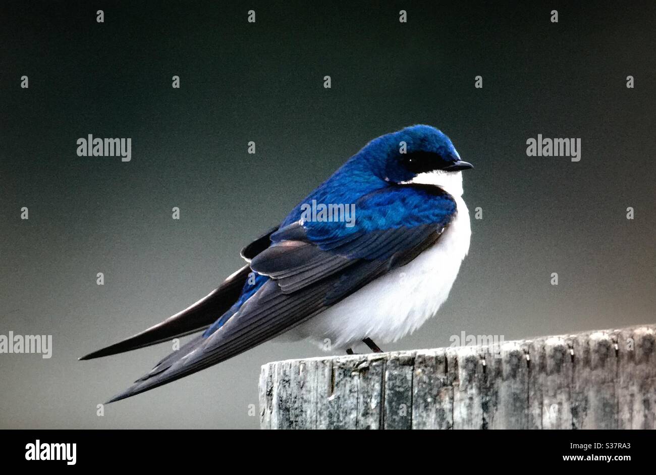 Uccelli nordamericani, uccelli del Nord America ,albero deglutire, uccello, natura, boschi, foresta, piume, volo, amante della natura Foto Stock