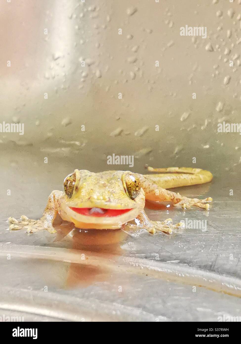 Ritratto di un geco sorridente. Foto Stock