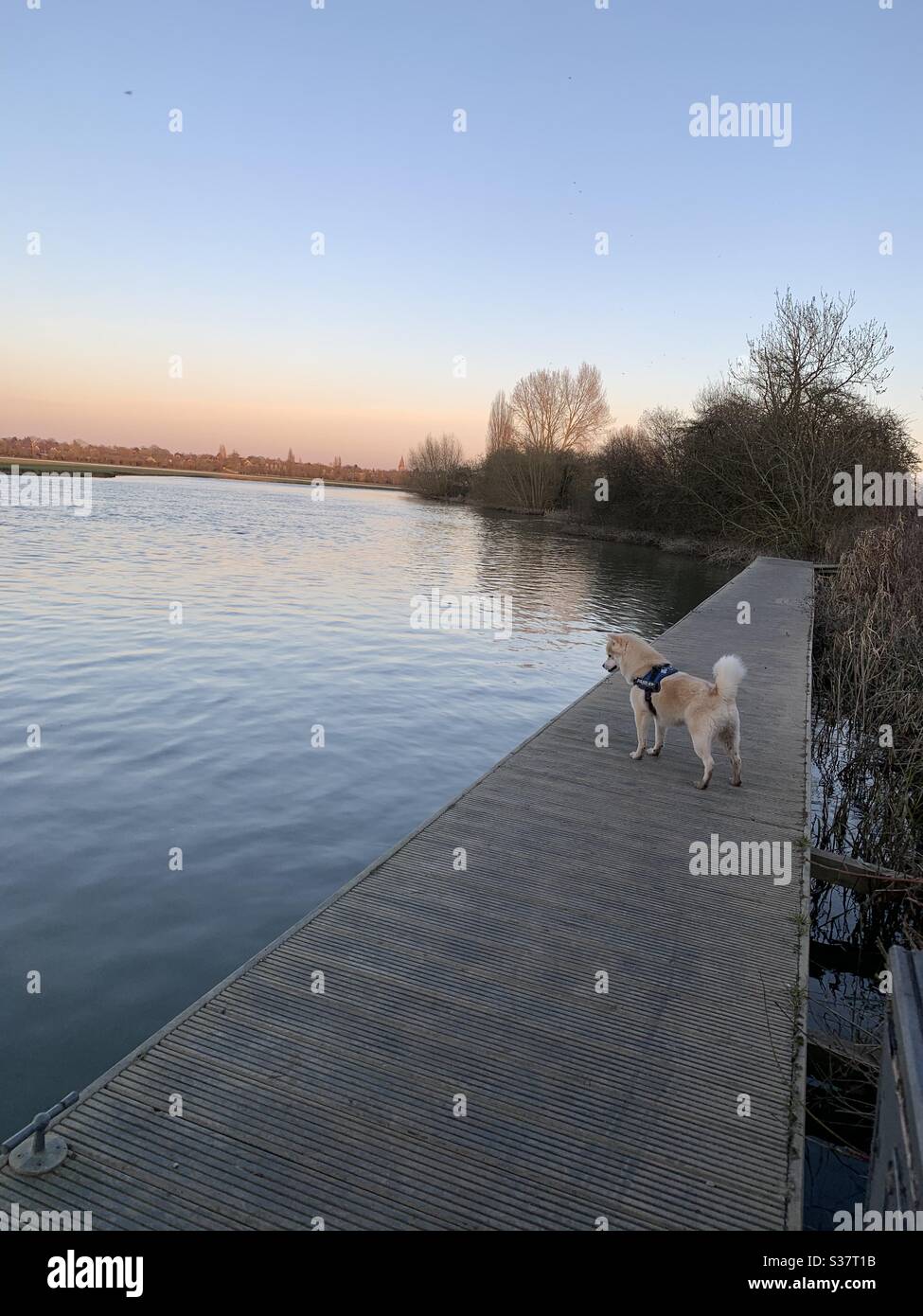 Cane Pomsky in piedi su un molo che guarda il fiume a Port Meadow, Oxford. Foto Stock