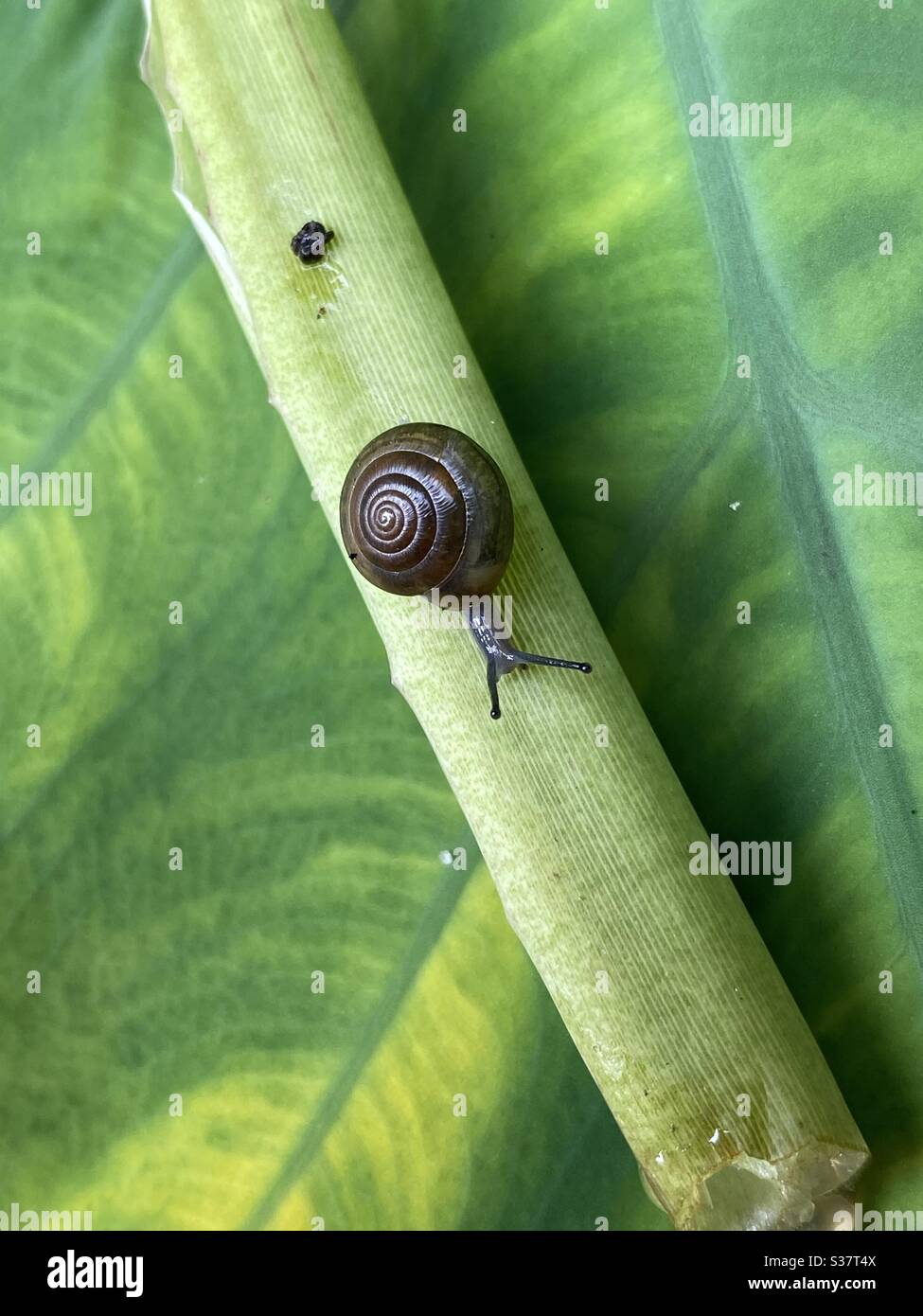 Piccola lumaca con un guscio a spirale su un gambo di pianta verde Foto Stock