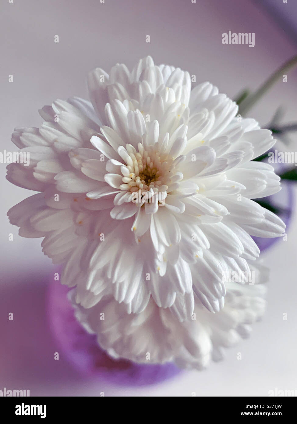 Margherite bianche innevate Foto Stock Margherite bianche innevate Foto Stock
