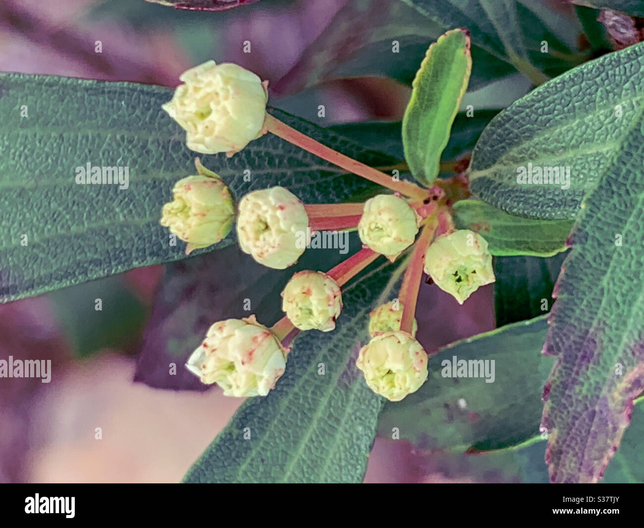 Le piccole gemme dei fiori di May Bush Foto Stock