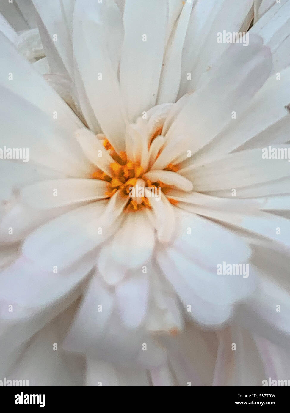 Macro full frame del centro giallo di un bianco a margherita Foto Stock