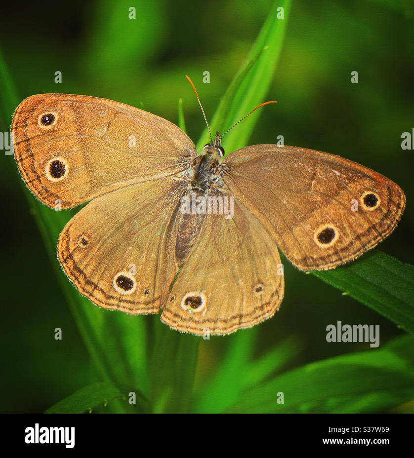Legno satiro Foto Stock