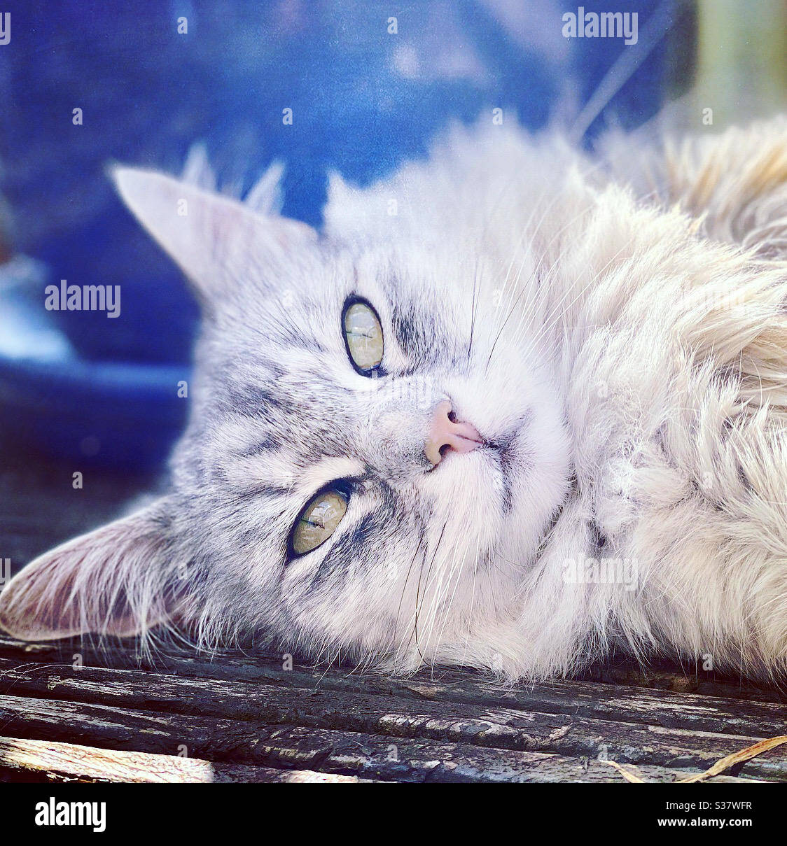 Bel gatto 😻 occhi gatti Foto Stock