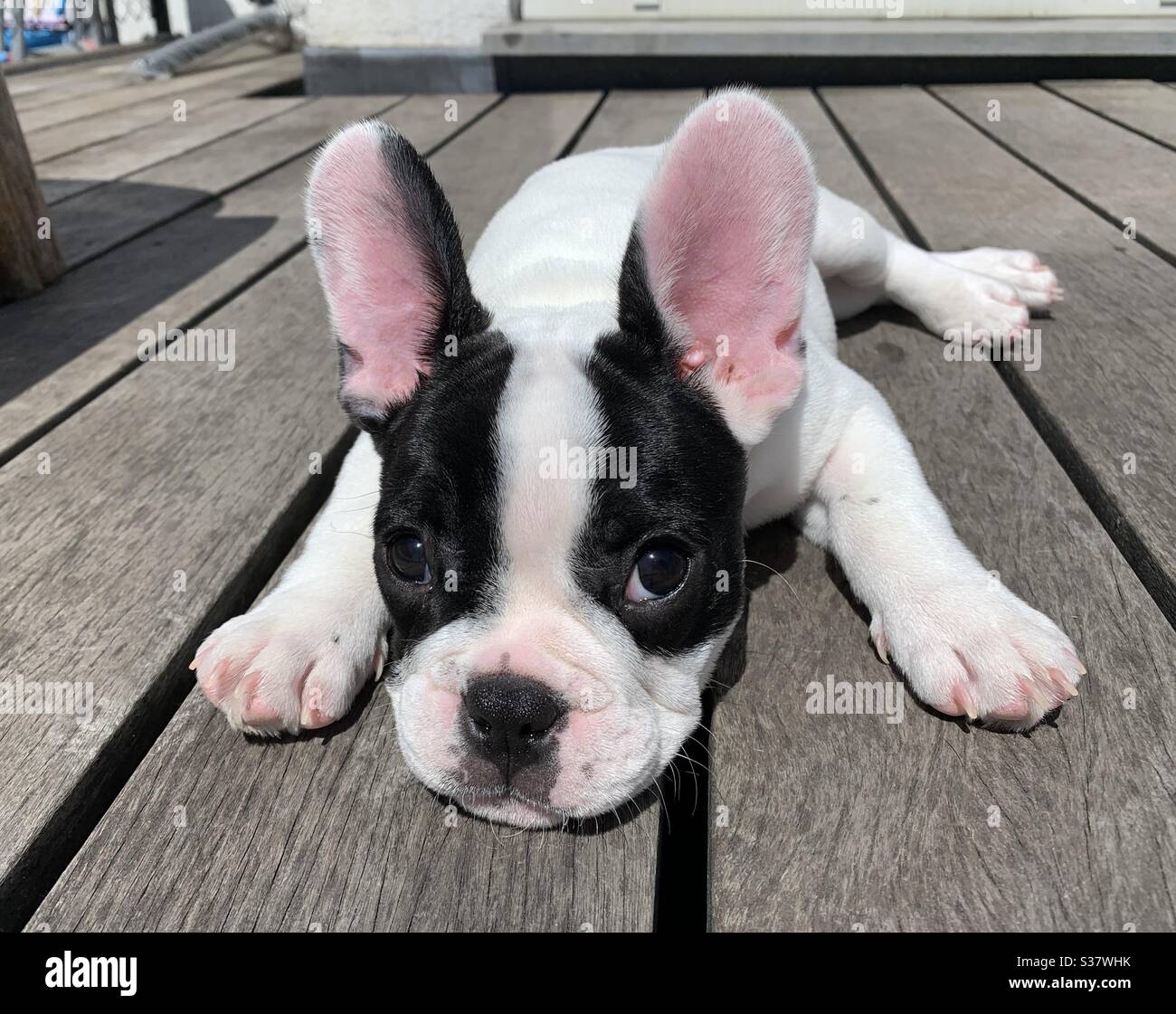 Cucciolo francese di bulldog di tre mesi guardando alla macchina fotografica Foto Stock