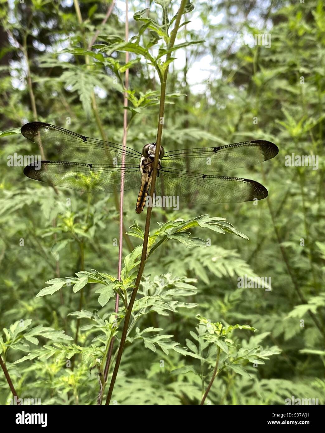 Doppia ala libellula su una pianta forestale Foto Stock
