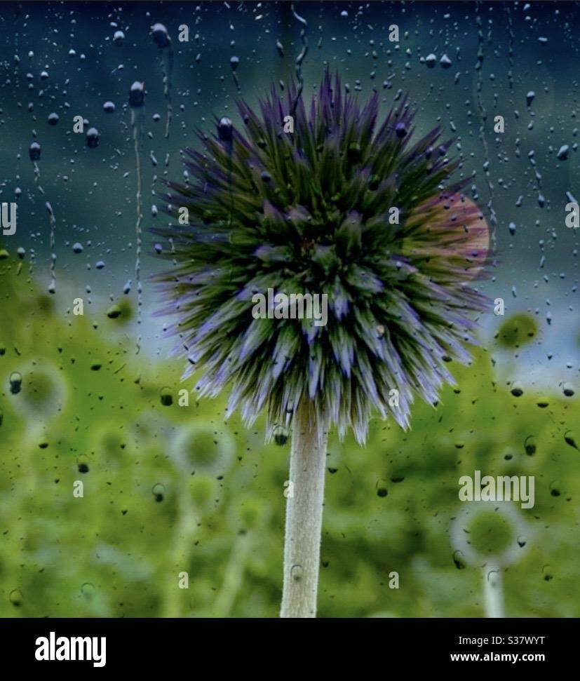 Piante - Immagine stock catturata con smartphone