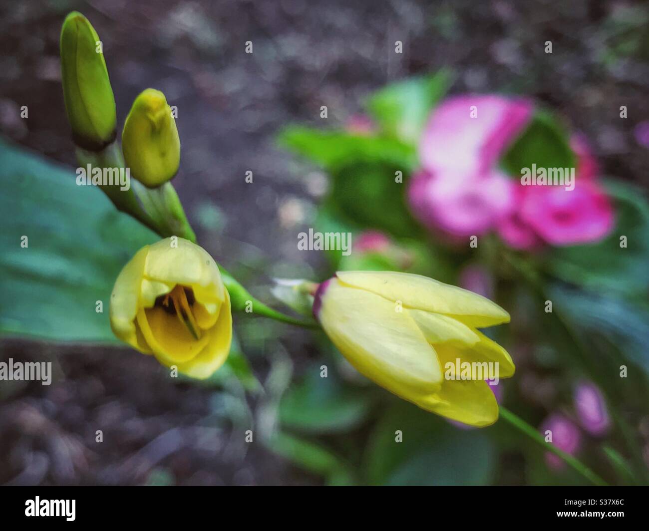 Giglio di mais giallo in fiore Foto Stock