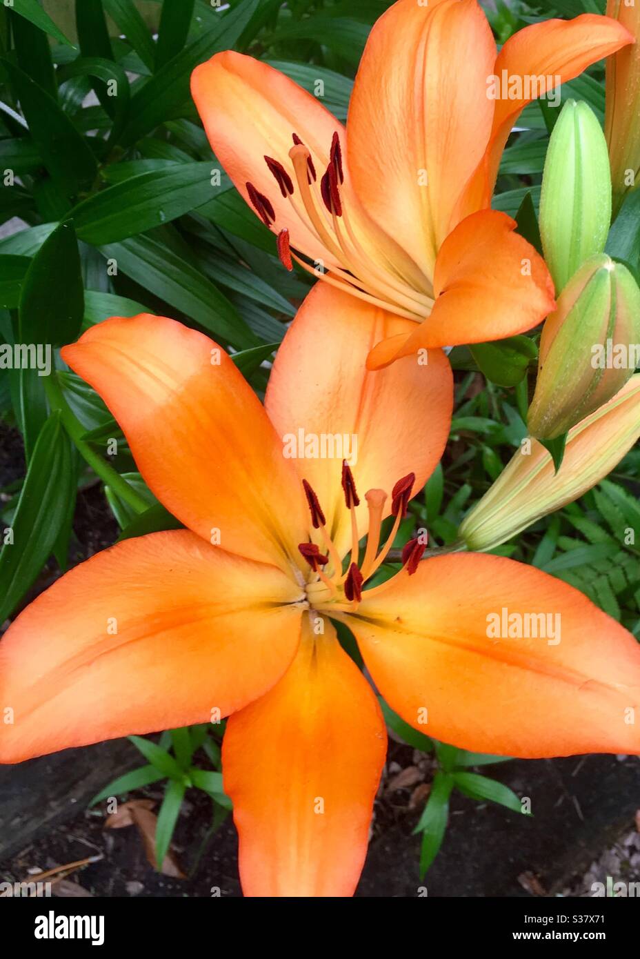 Bella primavera fiori di giardino gigli arancio Foto Stock