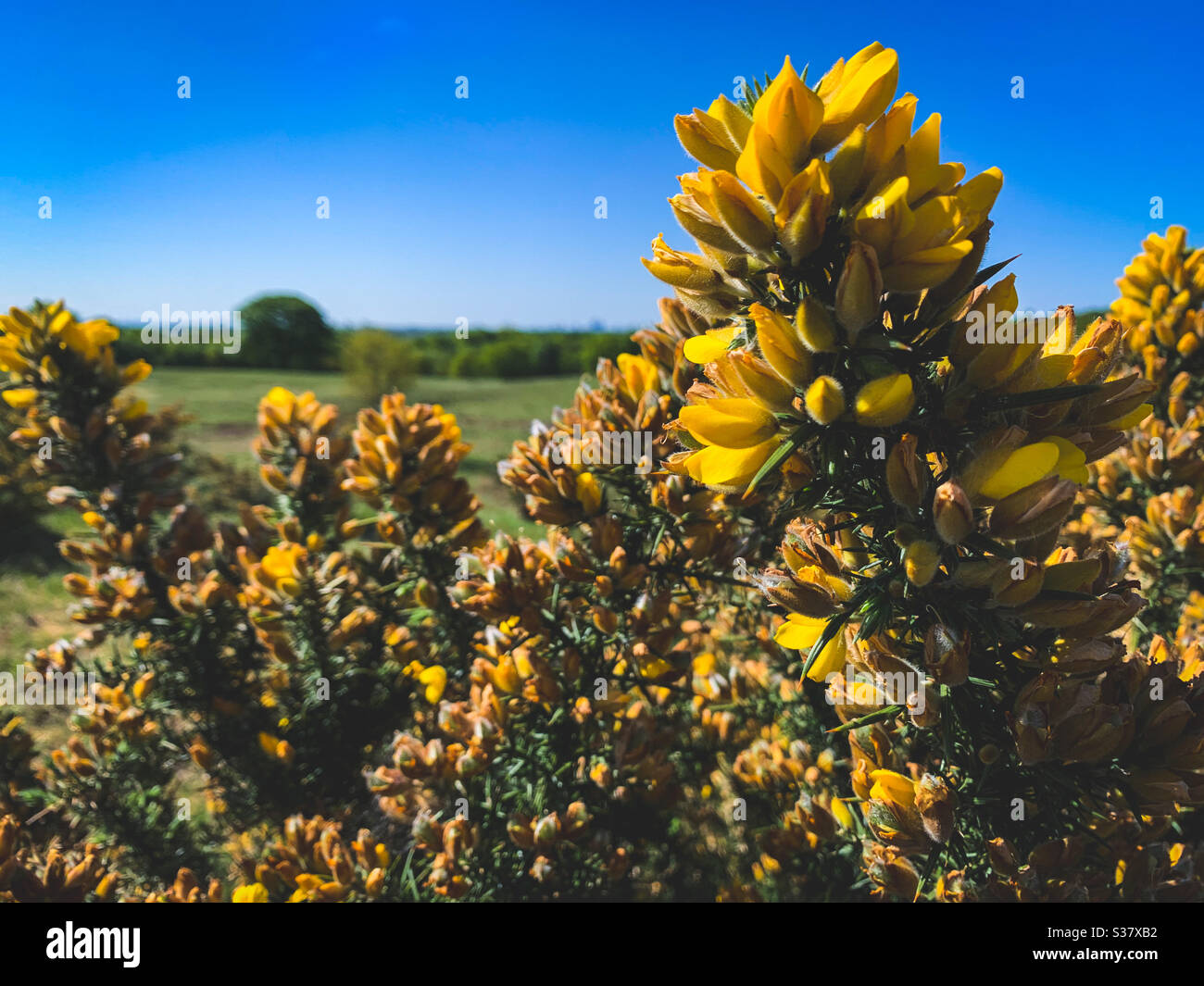 Natura, fiori selvatici, paese, Regno Unito, boschi, fogliame, giallo, fiore bianco, campi, gola comune, praterie, brughiere Foto Stock