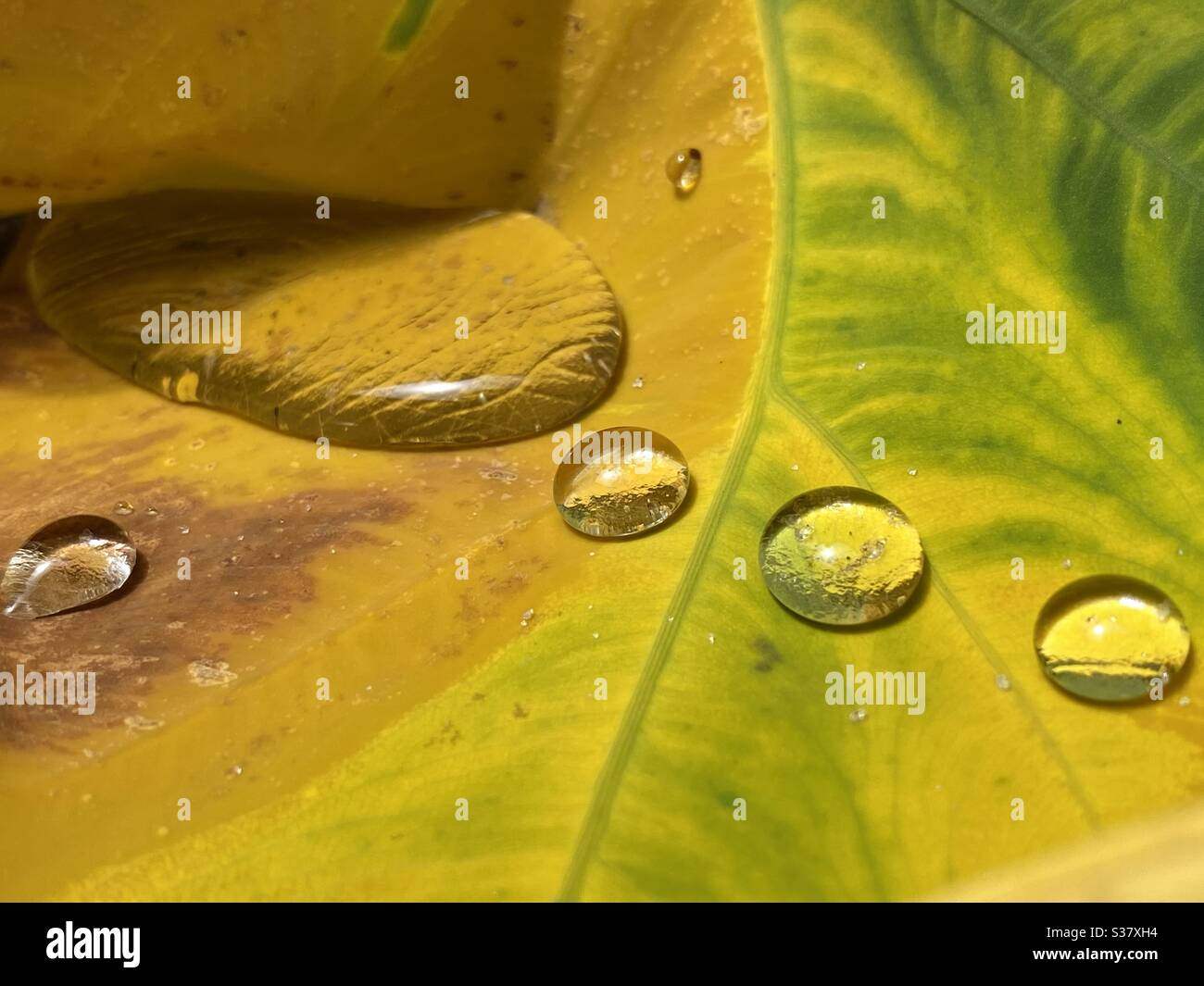 Sfondo macro astratto di gocce di pioggia perfette su una foglia colorata che cambia - Immagine stock catturata con smartphone