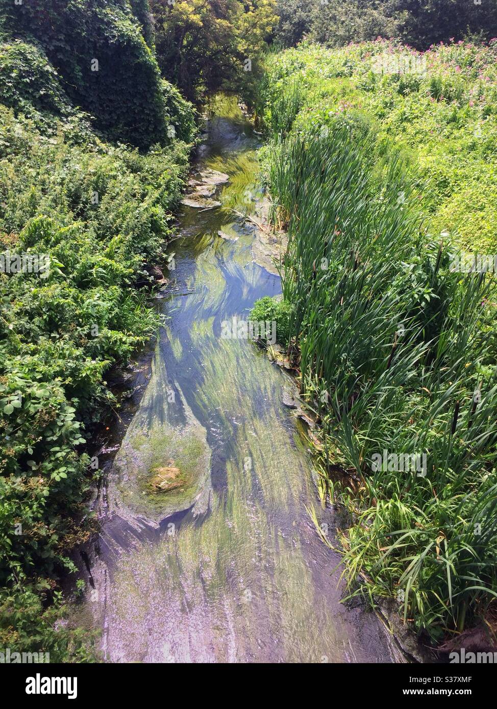 Porzione selvaggia del fiume Lea a Tottenham, Londra - Immagine stock catturata con smartphone