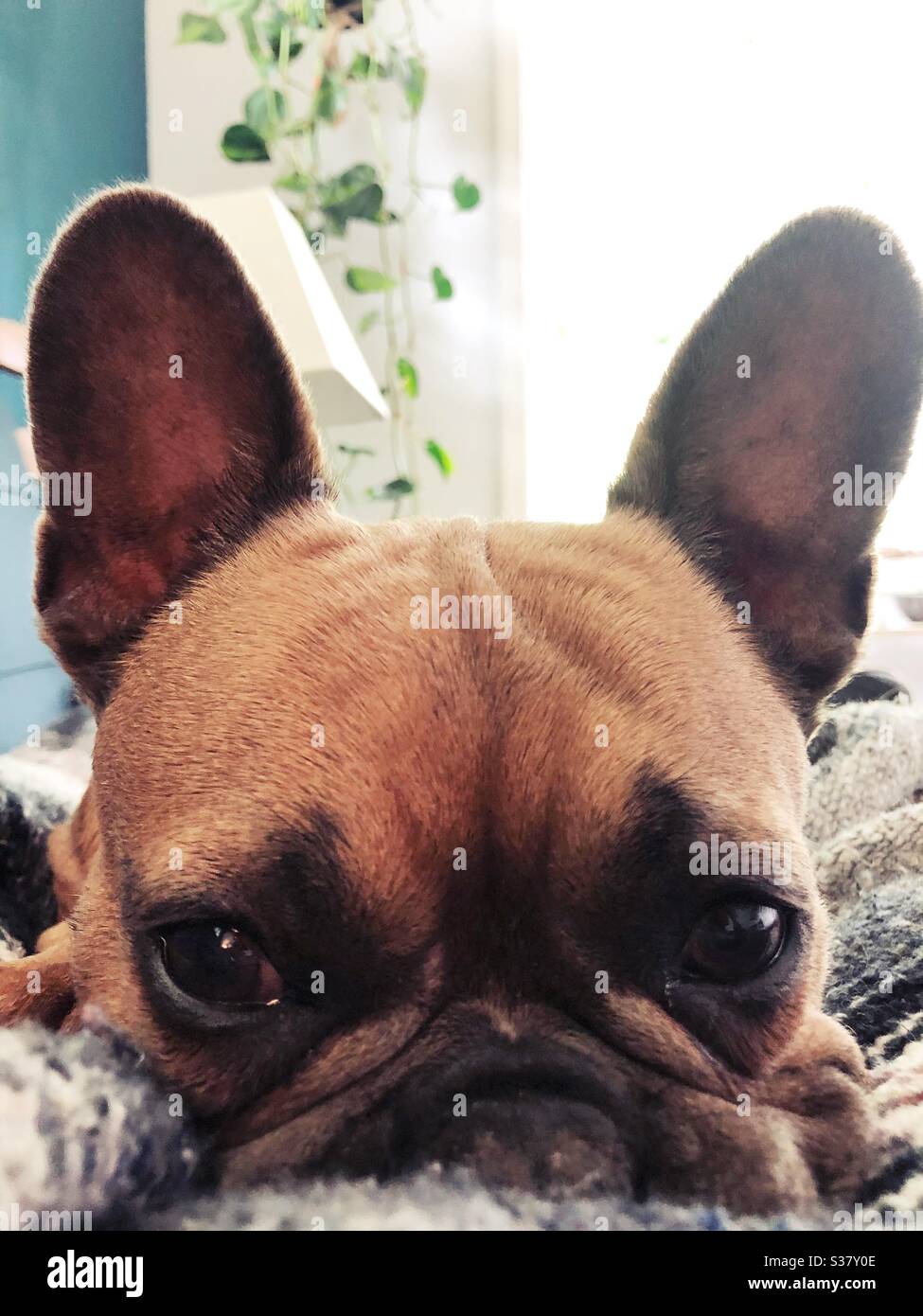 Primo piano di un simpatico bulldog francese marrone con le orecchie in su. Foto Stock