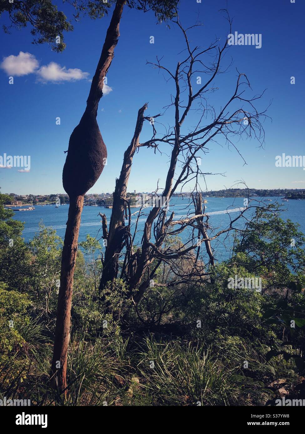 Nido di termite sull'albero, Sydney Australia Foto Stock