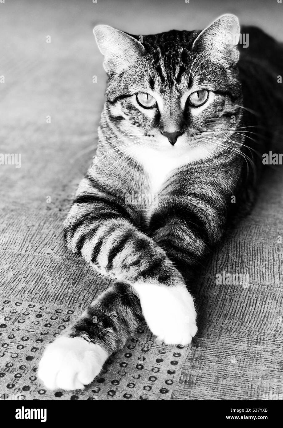 Gatto tabby a righe grigio e bianco Foto Stock