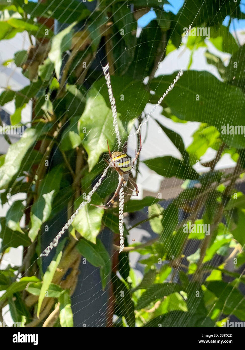 St Andrews Cross Spider nel suo bel web Foto Stock