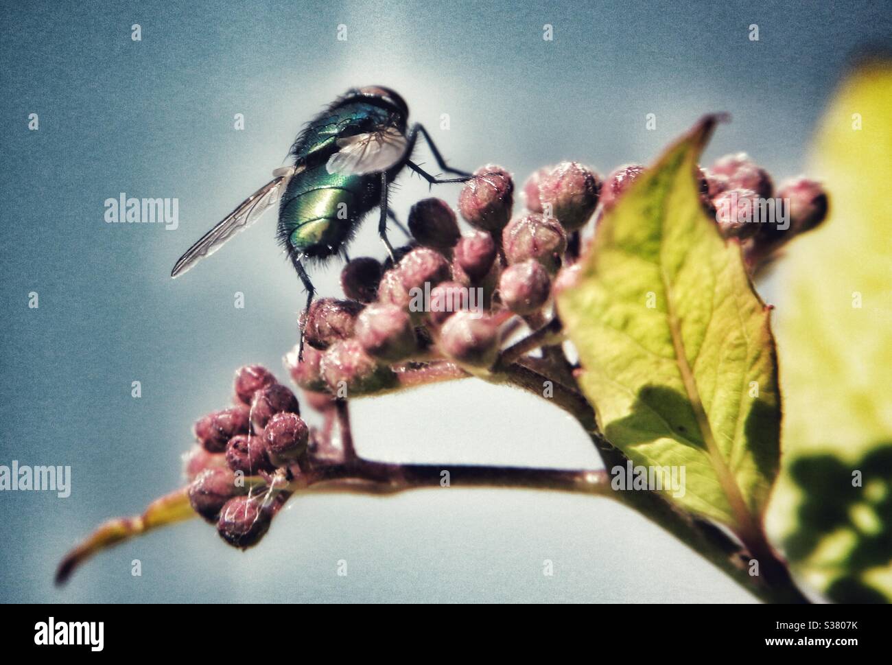Macro fotografia - bottiglia blu su fiore Foto Stock