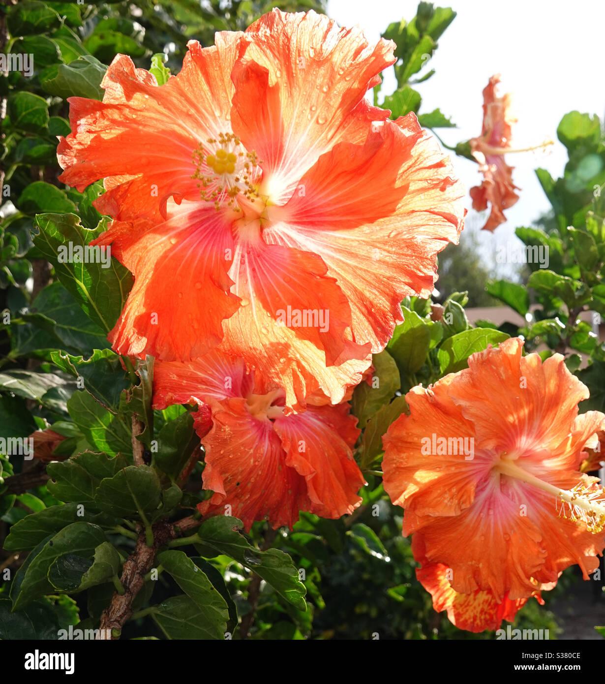 Magia di Hibiscus Foto Stock