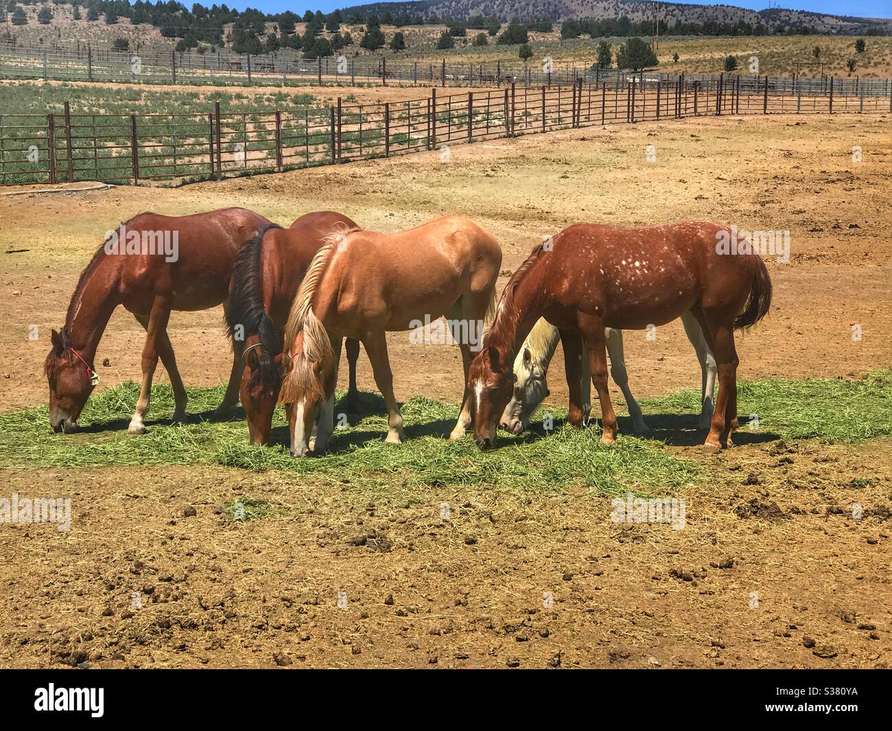 Mustangs dal governo BLM terra in Idaho Foto Stock