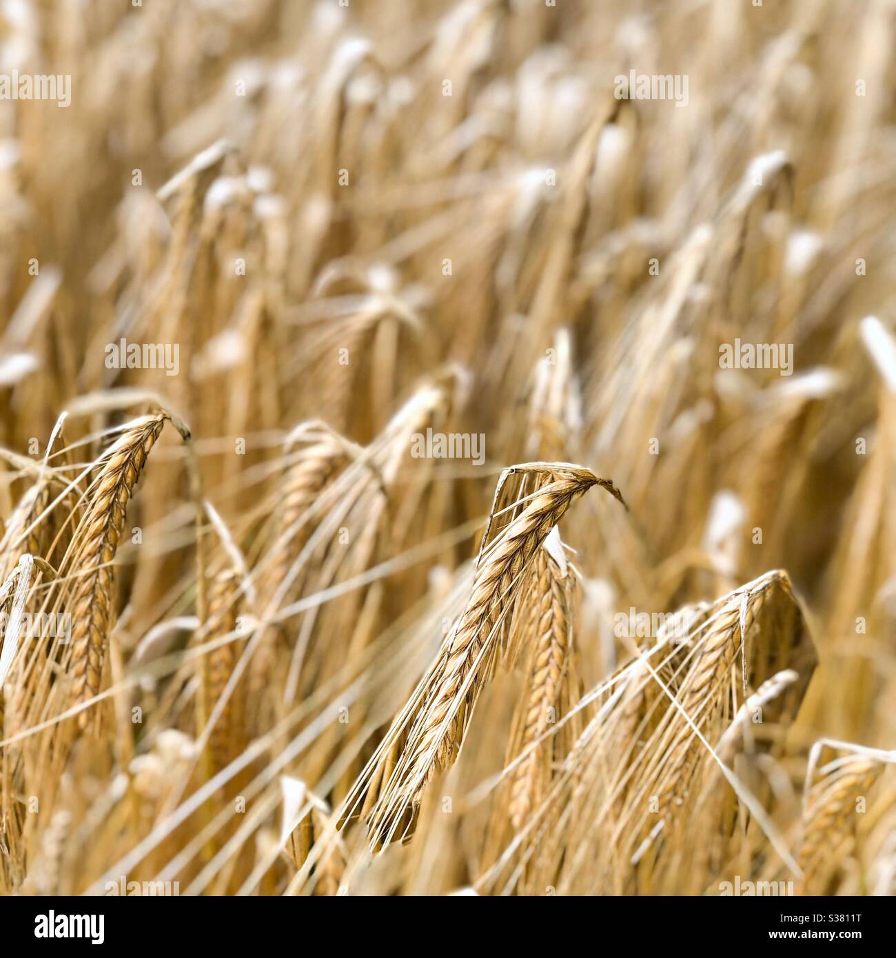 Orzo - Immagine stock catturata con smartphone