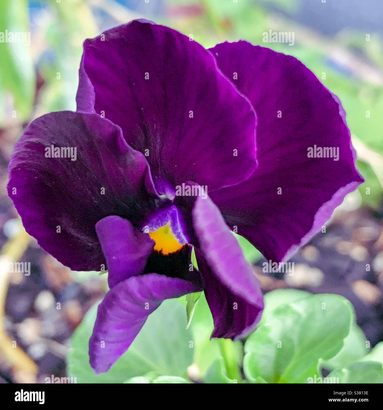 Vellutato fiore di porpora Foto Stock