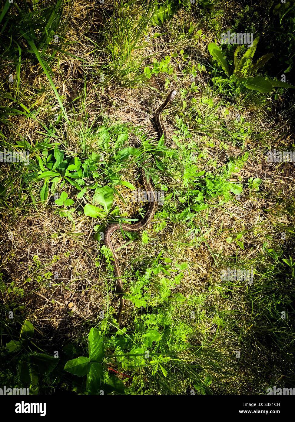 Un serpente comune garter in erba e fogliame, Canada Foto Stock