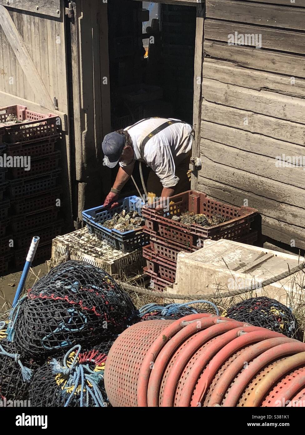 Pescatore che pulisce la sua cattura mattutina di ostriche sull'isola di Mersea Foto Stock