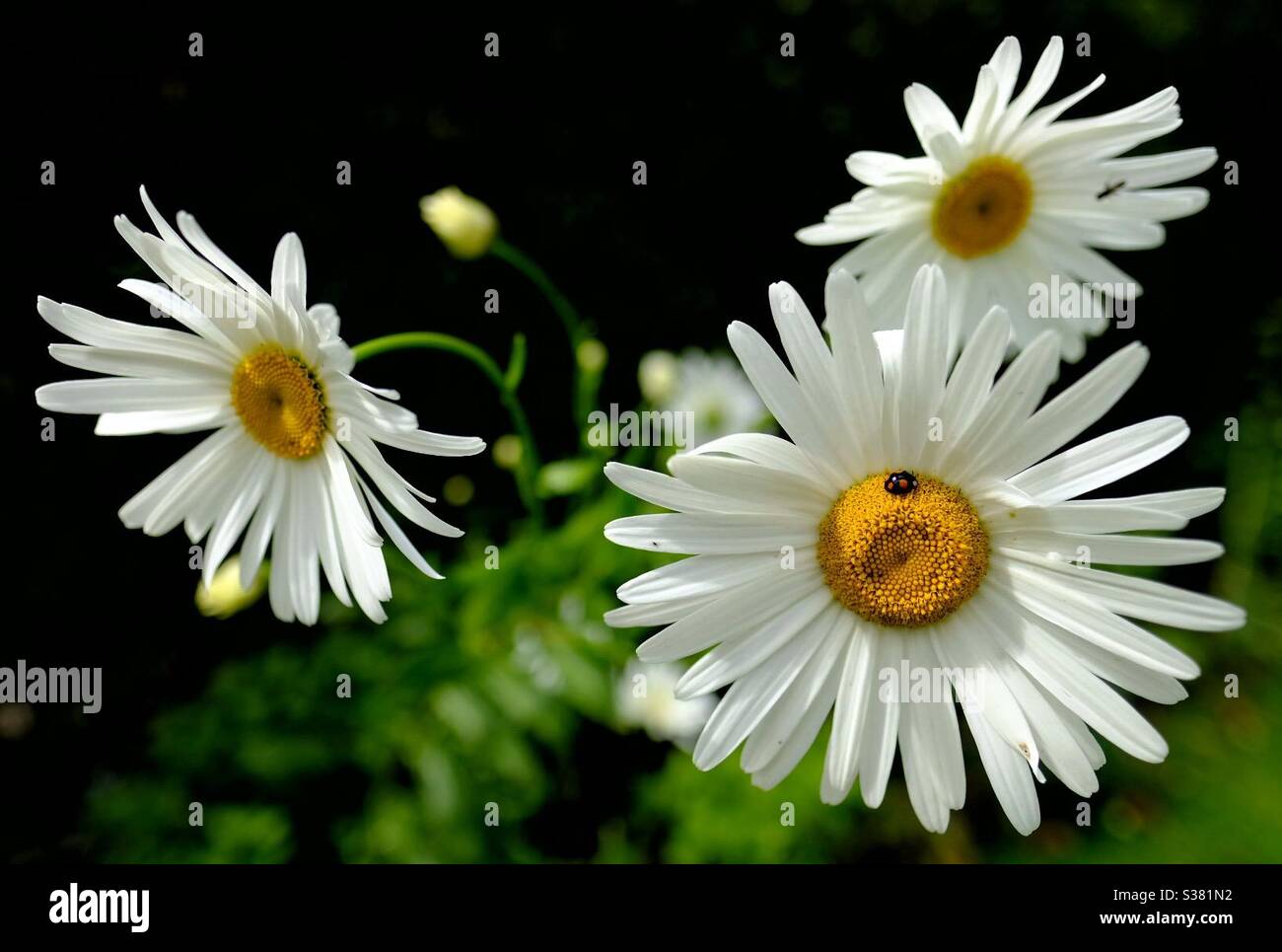 Daisy e Ladybug Foto Stock