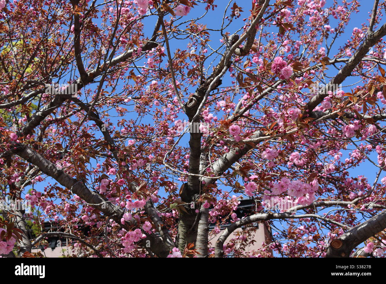 primavera in fiore Foto Stock