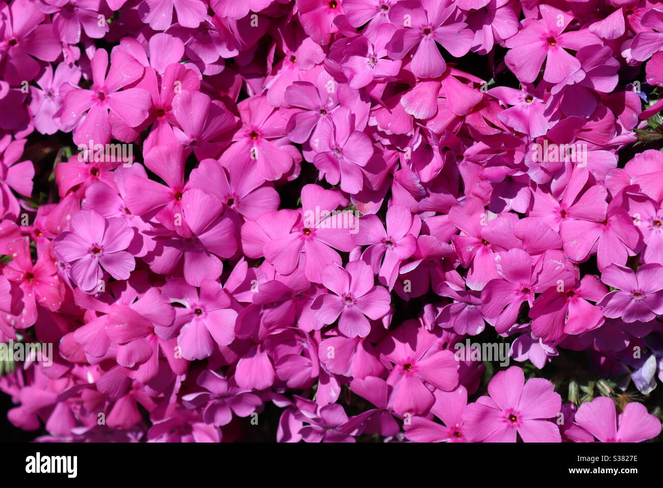 brooklyn in fiore Foto Stock