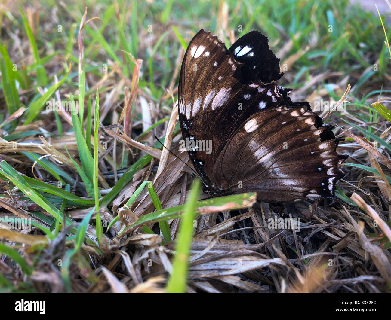 Farfalla in erba - Immagine stock catturata con smartphone