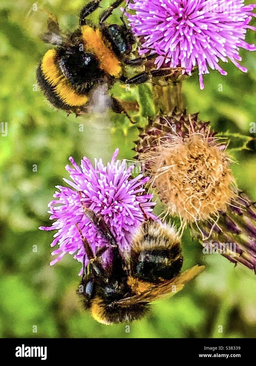 Insetti Foto Stock