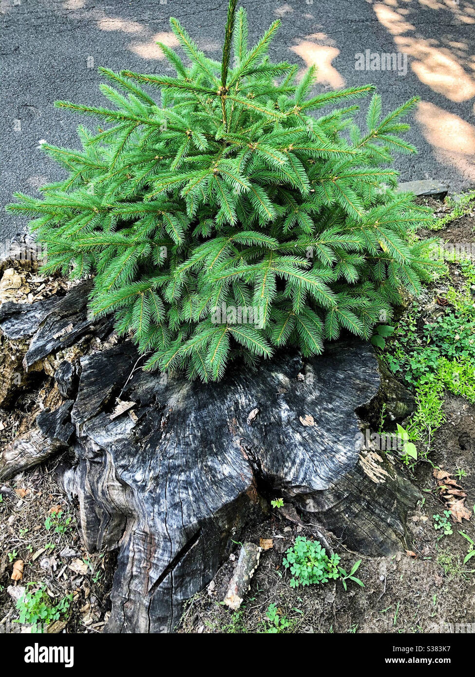 Nuovo pino bambino che cresce da un ceppo grigio di pino intemperie che era stato tagliato giù - Immagine stock catturata con smartphone