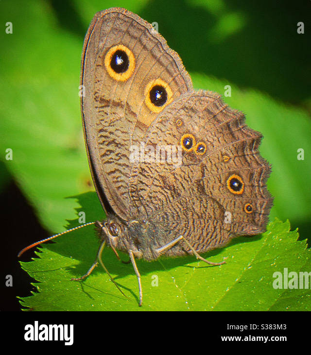 Legno comune nymph butterfly Foto Stock