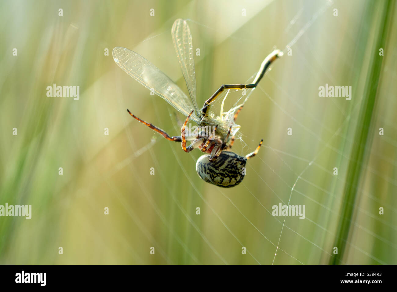 Ragno che mangia una libellula per pranzo Foto Stock