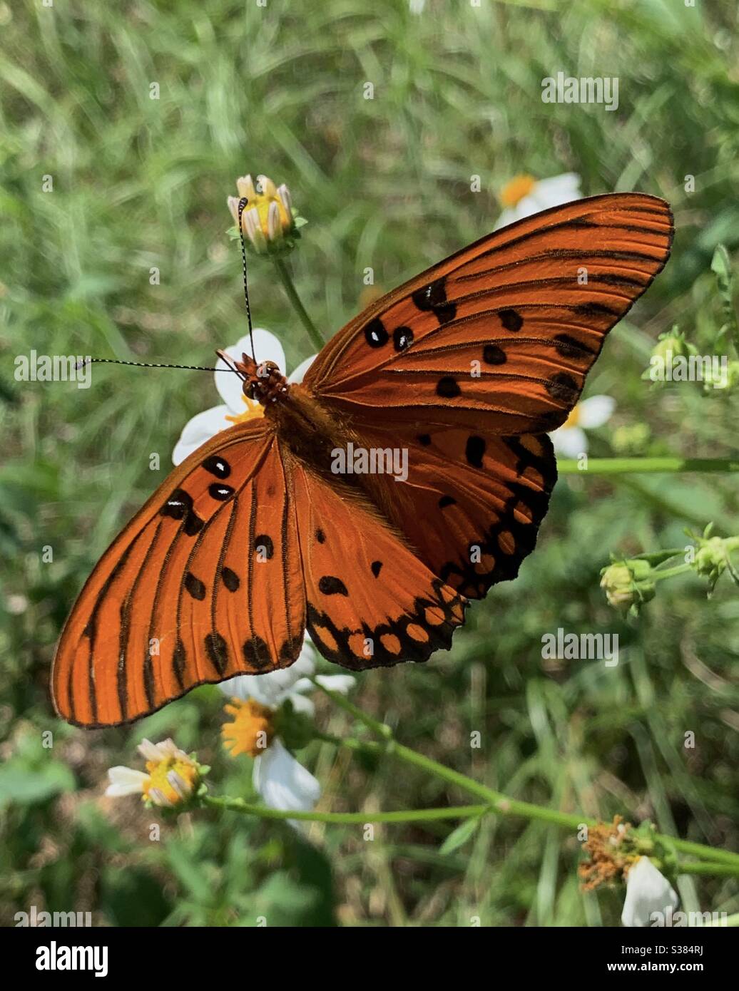 Arancio Golfo farfalla di Fritillary su daisy fiore nella foresta Foto Stock