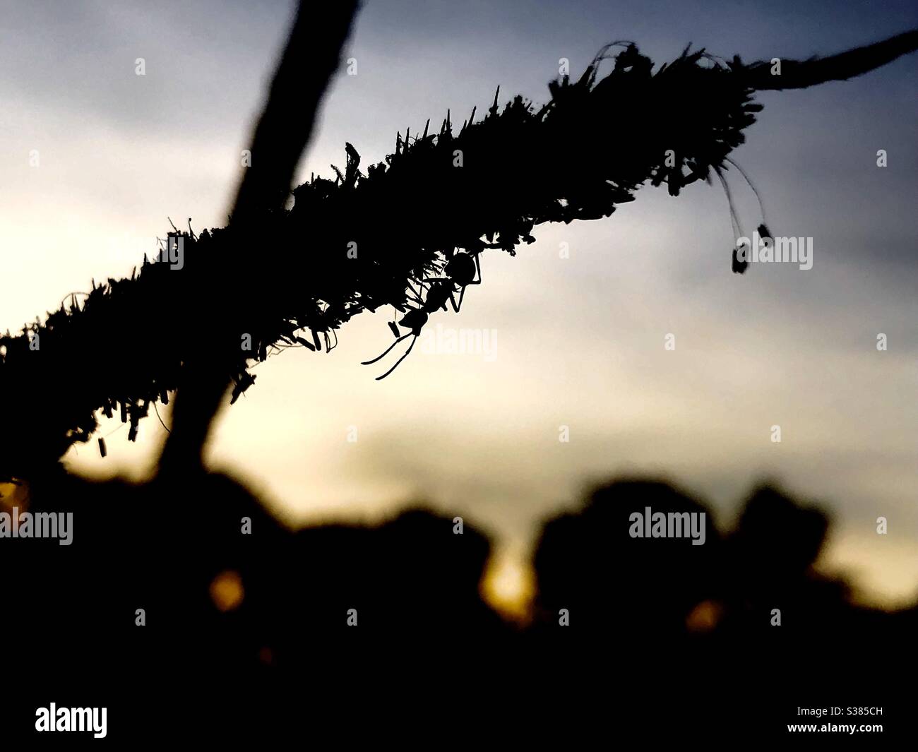 Una formica all'alba Foto Stock