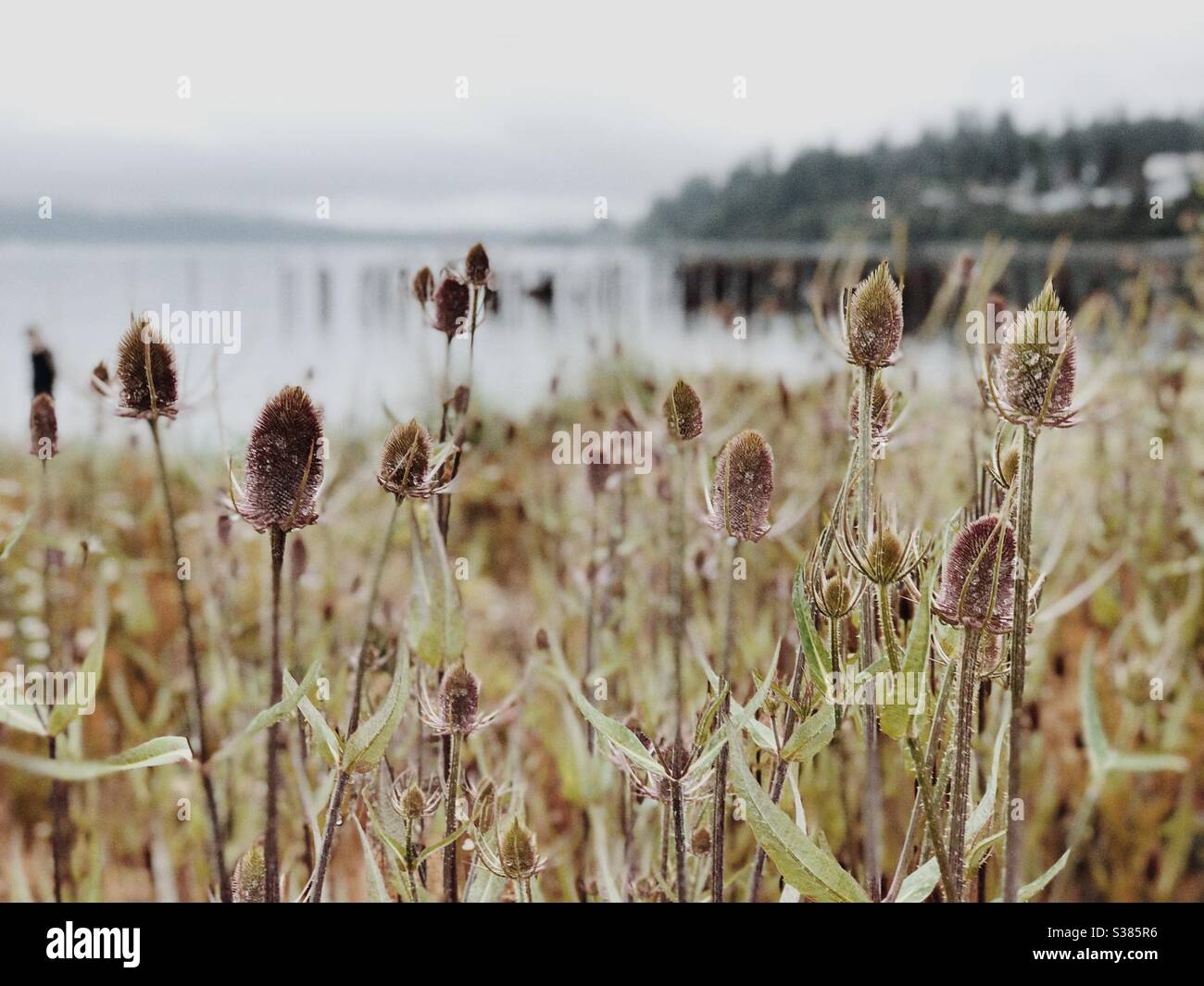Campo d'oro di pianta invasive comune teasel sulla spiaggia di Anacortes Foto Stock