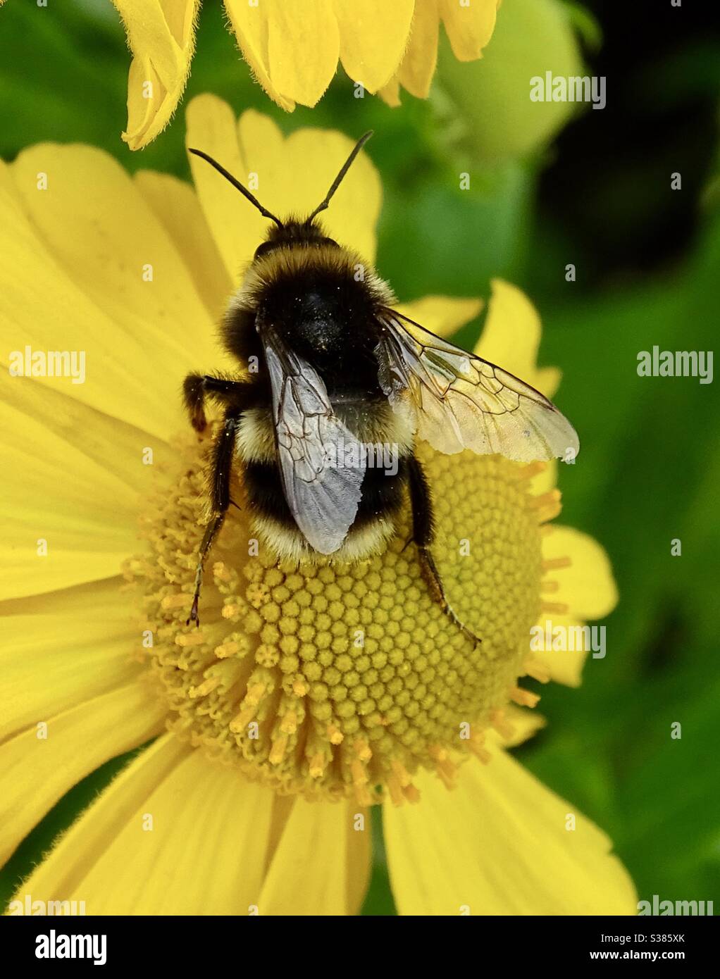 Immagine macro di un bumblebee su un fiore giallo Foto Stock