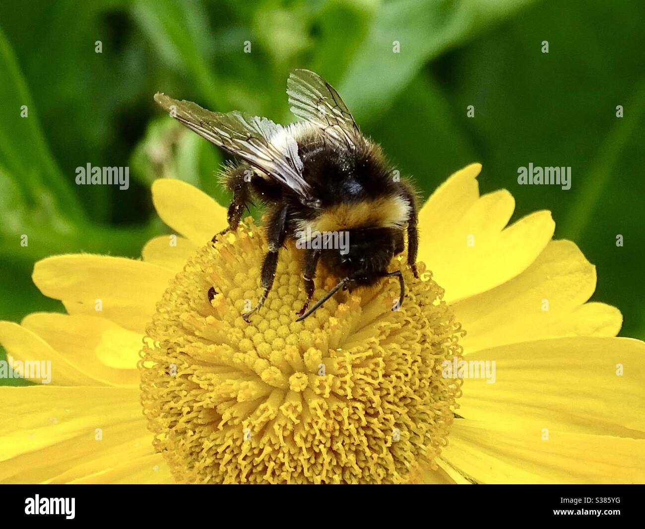 Immagine macro di un bumblebee su un fiore giallo Foto Stock