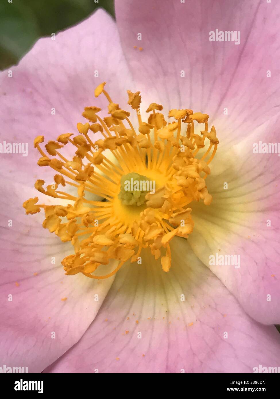 Rosa selvatica. Chiudi vista. Foto Stock